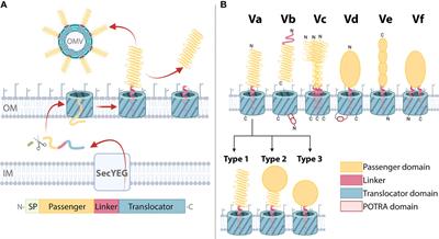 Phylogenetic Classification and Functional Review of Autotransporters